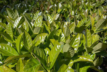 Bright green leaves background. Glossy fresh leaves of sweet arrowwood - 773965357