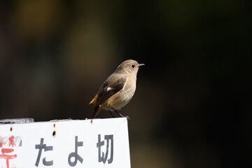 看板の上のジョウビタキ　メス