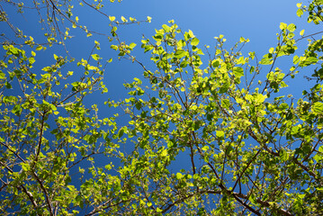 Bright sunny green leaves on blue sky background. Fresh spring foliage - 773965567