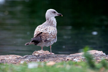 First year yellow legged gull perched on the shore.