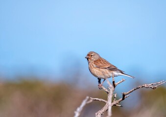Female common linnet perched a branch.