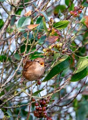 Eurasian wren, Troglodytes troglodytes singing in a bush.