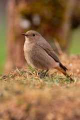 Female Common redstart in the forest.