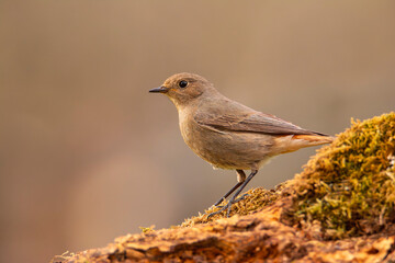 Female Common redstart in the forest.