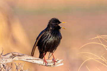Spotless starling perched on a branch