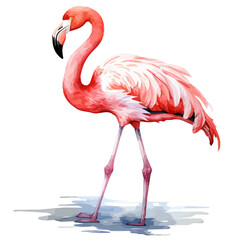 Watercolor vector of a flamingo, isolated on a white background, Drawing Graphic, Illustration clipart, Painting, art design.