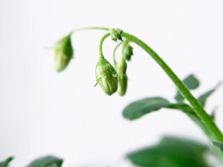 closed buds of a potato flower close-up in a greenhouse