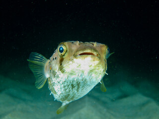 Balloon Fish underwater at night. View of a Balloonfish near the sandy bottom at night underwater.