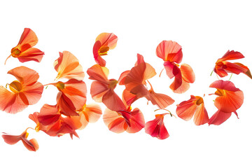 petals swirl, capturing swirling movements on a white background.