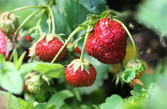 Garden strawberry. Ripe red berries on a bush in the garden. Summer. Harvest. Gardening. Eco product. 
 Organic.