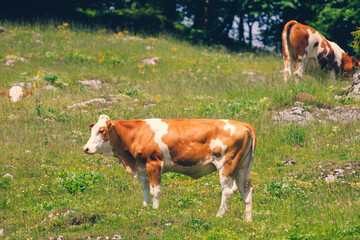 Cows on the Grass of the Meadow of the Big Pasture Plateau Velika Planina  in Savinja Alps, Slovenia - 773971777