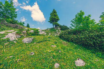 Alpine Meadows, Mountain Valley with Trees, Green Grass and Blue Sky with Clouds. Velika Planina, Slovenia - 773972104