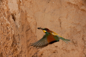 European Bee-eater (Merops apiaster), Flying to the nest, Alicante, Comunidad Valenciana, Spain - stock photo