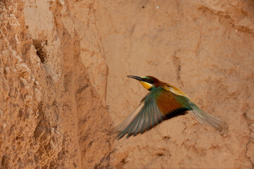 European Bee-eater (Merops apiaster), Flying to the nest, Alicante, Comunidad Valenciana, Spain - stock photo