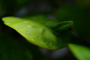 leaf with water drops