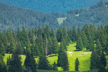 Mountain Valley and Alpine Meadows with Trees and Green Grass. Velika Planina, Slovenia - 773973581