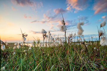 sunset over swamp with cotton grass - 773973907
