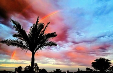 Rainbow above palm tree with sky and grass background