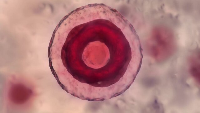 An electron microscope image of a singlecelled Leishmania donovani which causes l leishmaniasis. The image shows the round shape of . AI generation.