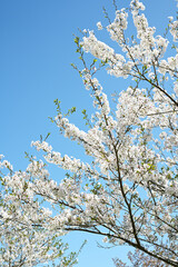 白色の綺麗なソメイヨシノの桜