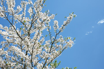 Fototapeta premium 晴れの空とソメイヨシノ