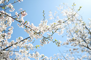 太陽に照らされる満開の桜