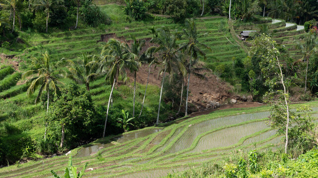 Green terraced rice paddies in Bali highlands