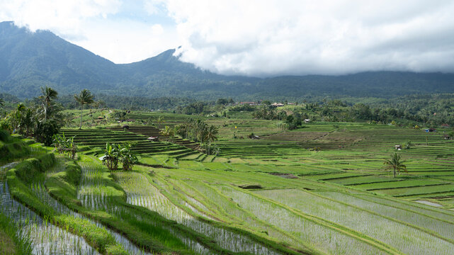 Scenic view of Jatiluwih rice terraces in Bali