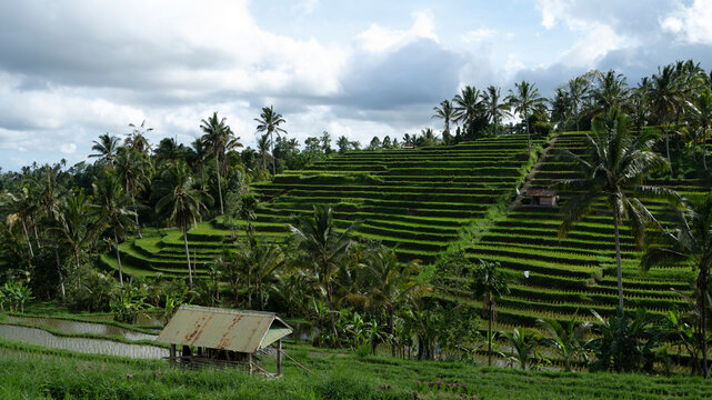 Tranquil rice terraces in Bali amid palm trees