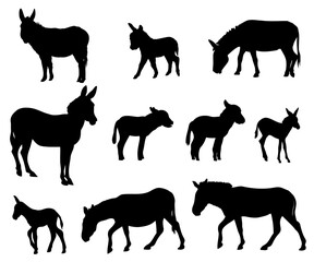 Collection of donkeys silhouettes, domestic animals . Vector illustration.	
