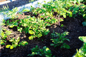 Top view potatoes plant growing on aluzinc steel corrugated metal raised garden beds with rich compost soil, early morning light at backyard garden in Dallas, Texas, organic homegrown potato