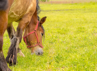 Koń jedzący soczystą trawę i aromatyczne zioła. Pełnia wiosny na trawiastym biegu dla koni na dużej łące obok lasu. - 773979165
