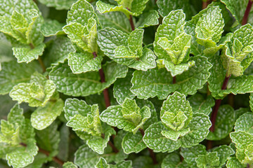 plant with the smell of mint full frame, season it with a good smell