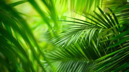 Highlight tropical palm leaves against a green background, evoking a sense of relaxation and exoticism.  - obrazy, fototapety, plakaty