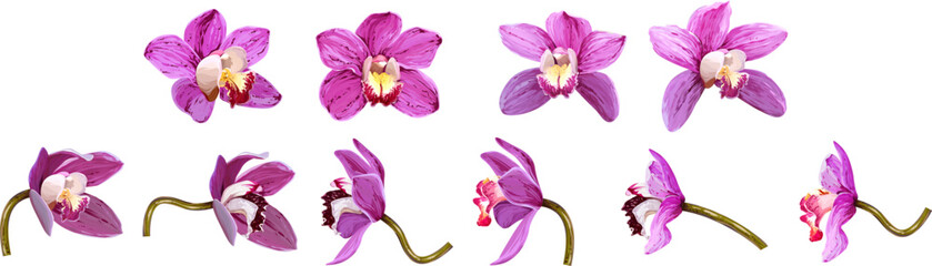 Fototapeta na wymiar Vector orchid, bright, colorful flower. Set of tropical flowers