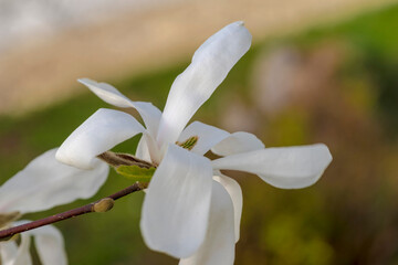 Piękny biały świeżo otwarty kwiat magnolii. Pięknie kwitnący biały kwiat z płatkami przypominającymi skrzydła motyla. Egzotyczne drzewo ozdobne kwitnące na skwerku w mieście. - obrazy, fototapety, plakaty