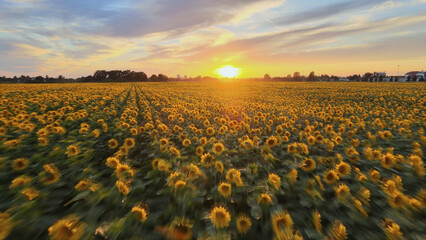 Aerial: cinematic view over sunflower field at sunset with motion blur effect - Powered by Adobe
