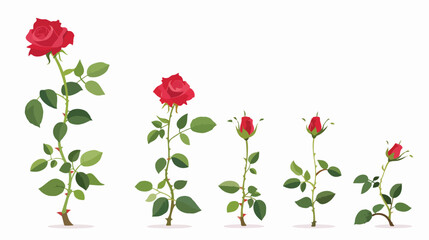 Growing rose on the white background. Conceptual image