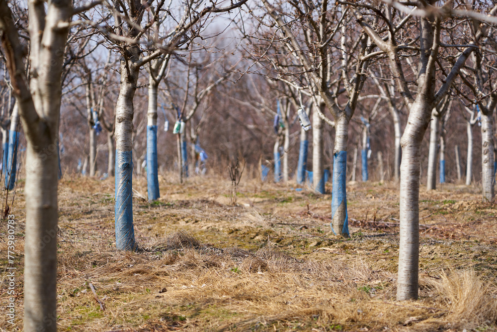 Wall mural plum trees in an orchard, early spring