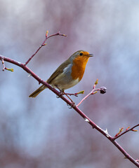 European robin perched