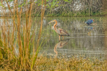 Purple heron (Ardea purpurea) migratory ardeid breeding in Europe and wintering in Africa