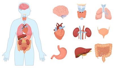 Hand drawn flat organ icon illustrations with a human body and organ systems