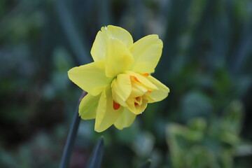 春の庭に咲く八重咲の黄色いスイセンの花