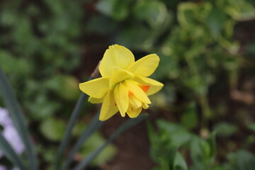 春の庭に咲く八重咲の黄色いスイセンの花