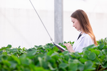 scientist working in indoor organic strawberry agriculture farm nursery plant species for medical research. nature science medical.