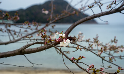 海外線の桜と蕾
