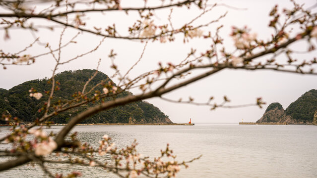 海外線の桜と蕾