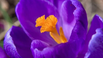 Keuken spatwand met foto Close-up photography of purple crocus © K5K