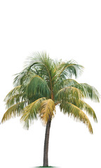 Coconut tree Resources