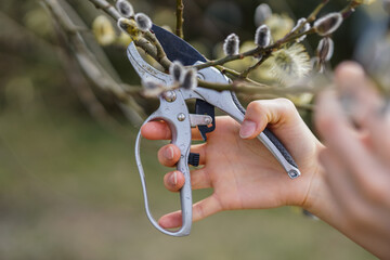 Woman is cutting willow branches on early spring © Edita